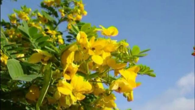 Природоведение 52. Растения-барометры — Шишкина школа