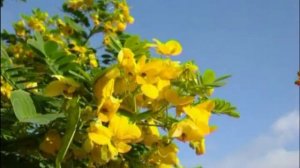 Природоведение 52. Растения-барометры — Шишкина школа