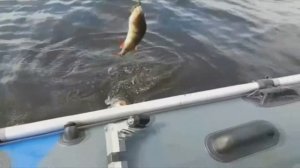 Рыбалка на горьковском. Окуни под килограмм почти каждую проводку.