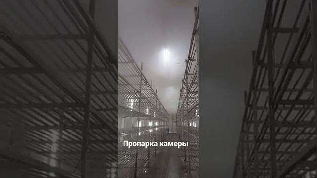 пропарка камеры выращивание шампиньонов смотреть онлайн