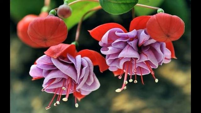 ЧИСТЫЕ ПРУДЫ Исполняет Сергей Субботин смотреть онлайн