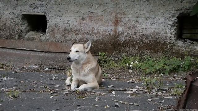 Дорога в Акармару. Автор Ninurta