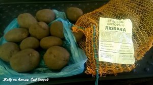 Купила новый сорт семенного картофеля. Картофель для Сибири.