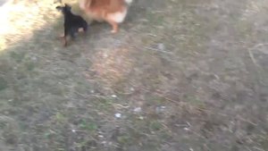 Цвергпинчер против кошки