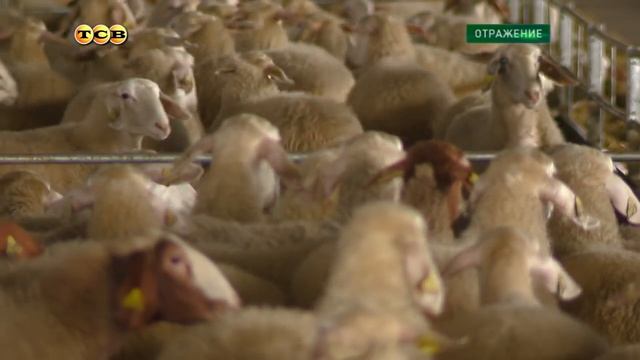 Новые технологии в Приднестровье: производство овечьего сыра и брынзы смотреть онлайн