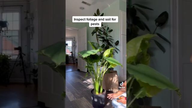 How to Rescue Clearance Plants | Elephant Ear Plant | Alocasia