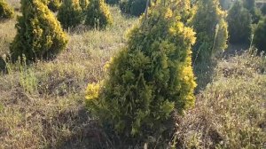 Туя западная Санкист | Plante.md