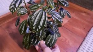 Пилея Кадье