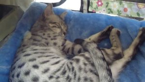 Египетская Мау. Egyptian Mau.