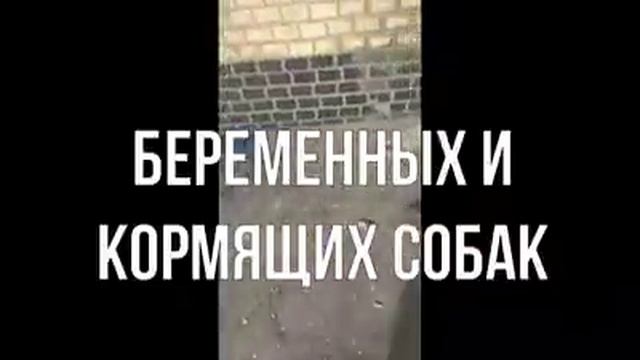 Истребление собак в порту Черноморска смотреть онлайн