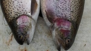 МИСАЙЛОВО TROUT.  Трудовая рыбалка в октябре.mp4