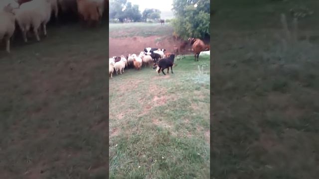 Собака Панина смотреть онлайн