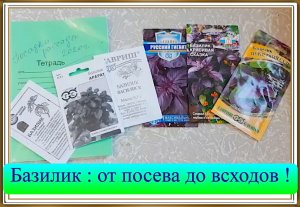 ✅? Базилик от посева до всходов !