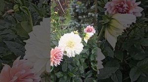 Цветение георгинов сорта Флерел и  Мистери Дей