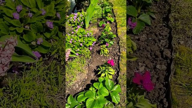 ПОДКОРМКА ДРОЖЖАМИ #рекомендации #дрожжи #подкормкаклубники #подкормка #садогород #грядки #розы#сад смотреть онлайн