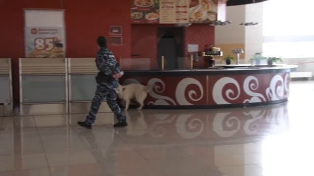 "Студенческий десант" в аэропорту Кольцово смотреть онлайн