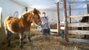 как приручить дикую лошадь