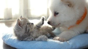 Игривые щенки и смешные котята - милые котята и смешные щенки😂🐈