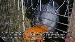 Болезни кроликов, симптомы и их лечение — вздутие живота