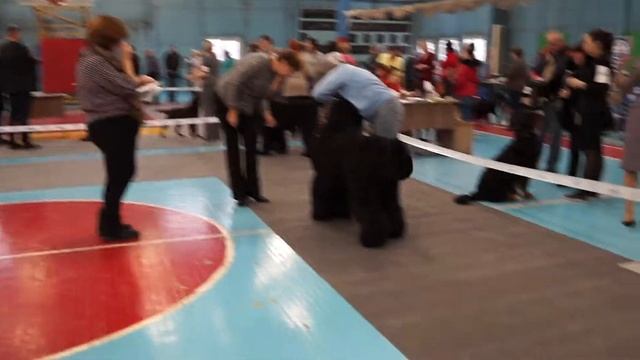 Выставка "Зимняя сказка 2019" г.Иркутск, 13.01.2019, эксперт Крюкова Е.В. смотреть онлайн