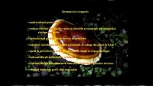 Reishi / Ganoderma Lucidum ciuperca nemuririi - mySnep