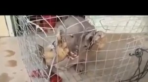 ВОДНЫЙ МОНСТР #ВОДНЫЙ #МОНСТР #short #WATER #MONSTER