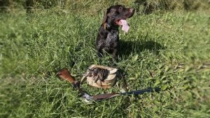 "Охота на бекаса" "Охота на болотную и луговую дичь" Герман В. Е