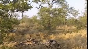 НАЙДЕННЫЕ ОСТАНКИ ЛЮДЕЙ ШОКИРОВАЛО БЫВАЛЫХ ОХОТНИКОВ НА ЛЬВОВ,ЛЕВ ЛЮДОЕД
