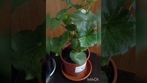 Бегония Элатиор. Выращивание, уход, черенкование.