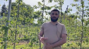 Кальций в саду / Вуксал для качества яблок