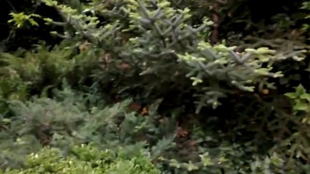 Палисадник перед домом.Часть первая. смотреть онлайн