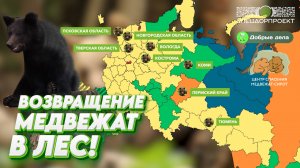 Возвращение медвежат в лес