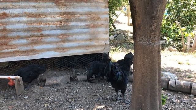 AYAM CEMANİ PİYASASI NE KADAR смотреть онлайн