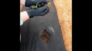 ПРОВОЛОЧНИК на КЛУБНИКЕ!!!???? ???КАК РЕШИТЬ ПРОБЛЕМУ! БЕРЕЗОВЫЙ ДЕГОТЬ и ПРОВОЛОЧНИК???? РЕЗУЛЬТАТ