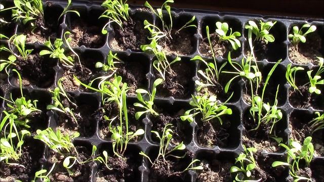 Газания. Моя рассада. смотреть онлайн