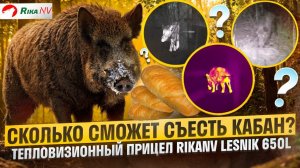 Сколько батонов сможет съесть кабан? Проверим с Евгением Степановым и RikaNV Lesnik 650L