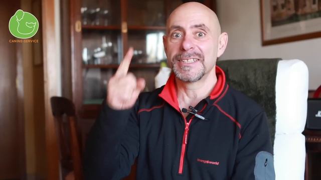 Aprende a PASEAR a tu PERRO o CACHORRO para que CAMINE con Correa SIN TIRAR (Paseo Perfecto) смотреть онлайн