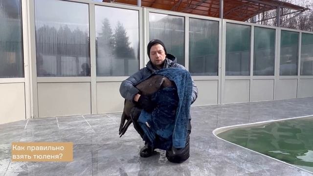 Кольчатые нерпы - удивительные обитатели Ладоги
