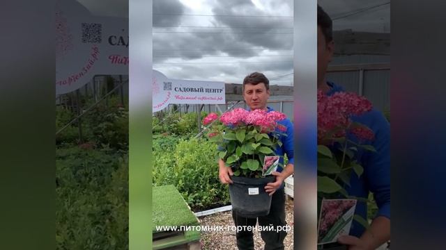 Крупномеры гортензий от Питомник-Гортензий.рф
