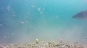 Как клюет белый амур и карп Подводная съемка Редкие кадры Carpfishing underwater catch carp