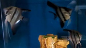 аквариумный бизнес, цены на аквариумных рыбок, Скалярия, Pterophyllum scalare