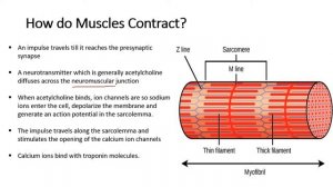 Chapter 15.5: Muscle Contractions