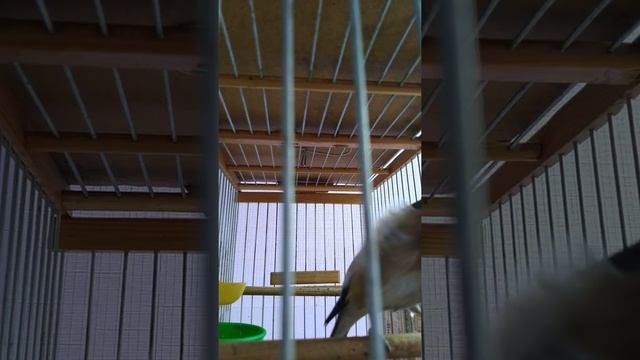 Щегол -Сибирский подвид, больше года спустя смотреть онлайн