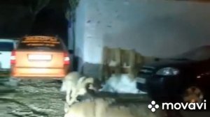 ВНИМАНИЕ!! Волки НАПАДАЮТ НА ЛЮДЕЙ