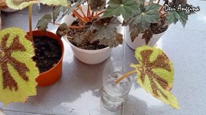 CARA MEMPERBANYAK BEGONIA DENGAN WATER PROPAGATION