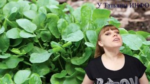 С какими культурами по соседству лучше выращивать КРЕСС-САЛАТ?!