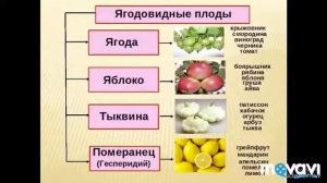 Плоды. Биология в стихах. 6 класс.
