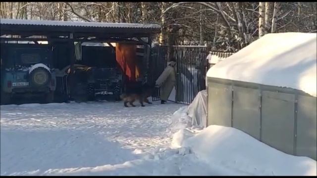 Длинношерстная немецкая овчарка Прадо. Повторная проверка потенциала собаки через 2 года.