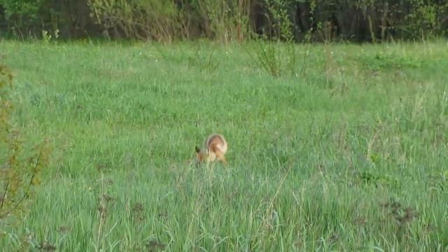 Жига поймала "клин" смотреть онлайн