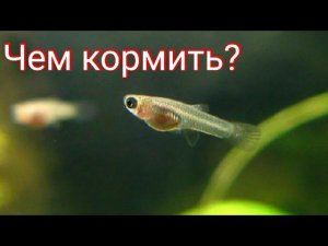 Чем кормить малька гуппи